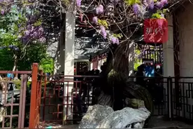 花开如瀑，南京这株600多岁紫藤古树生机勃勃图片
