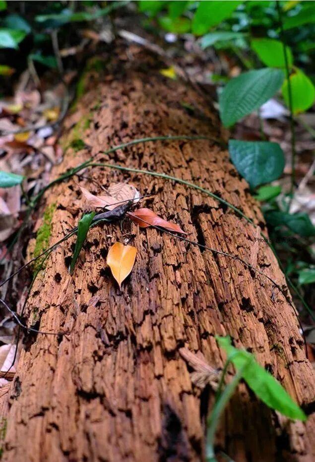 真不懂，为啥现在的明星和有钱人都偏爱这个“烂木头”？
