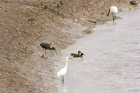 彩鹮与仙八色鸫现身深圳闹市 系国家一、二级保护动物，刷新区域生物多样性纪录图片
