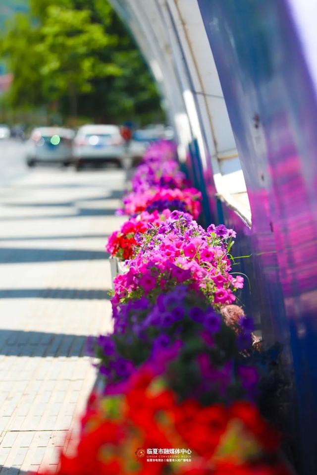临夏市：一座把“浪漫”写进马路牙子的城市