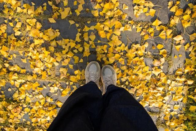 开始黄了，宋夹城“寻金季”正在上线！