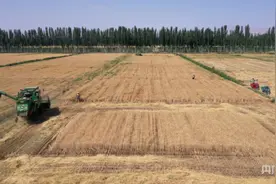 乡村振兴“新”面貌丨风吹麦浪穗飘香  小麦开镰收割忙图片