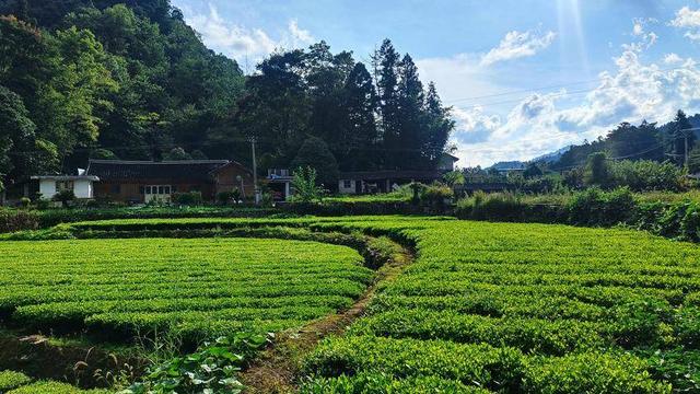 鹤峰太平：茶园秋色