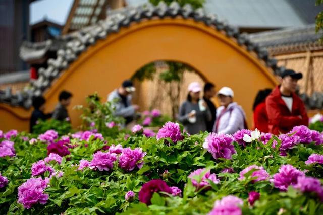 从山野到庭院，解锁“天彭牡丹”城市IP的“彭州路径”