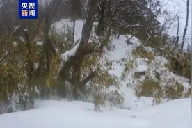 现场画面曝光！又见野生大熊猫外出遛娃，小短腿萌态十足图片