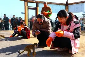 春节假期，济南野生动物世界8天接待近20万游客图片
