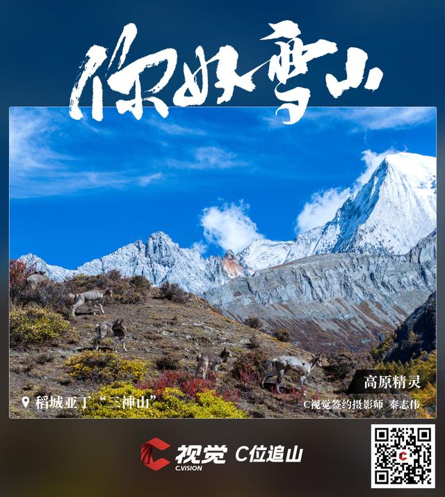 C视觉·C位追山⑨丨每一张都是手机屏保 隔屏仰望亚丁三大雪山