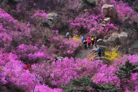 青岛西海岸新区“花开西海岸 旅居好时光”春季旅游系列活动启动图片