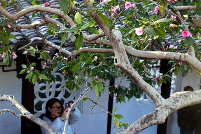 江苏苏州：古典园林沧浪亭古山茶花绽放