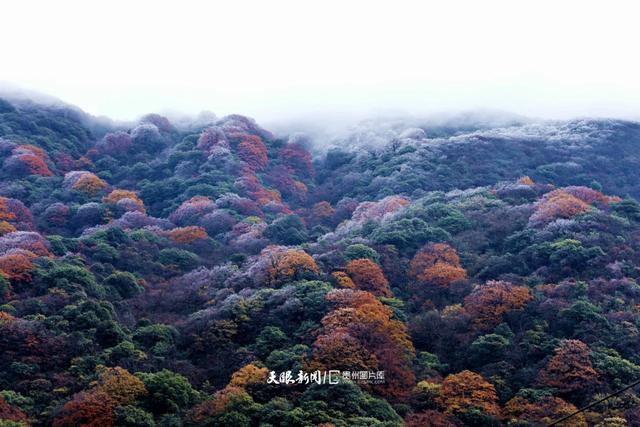 图库推荐丨 雷公山:初雪邂逅红叶,绘就冬日梦幻画卷