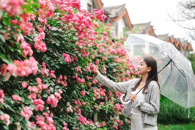 楚雄版“莫奈花园”藏不住啦！让你“五一”假期一次看过瘾