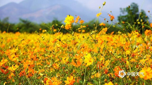 百色福禄河湿地公园：秋日花海绚烂 市民尽享浪漫时光