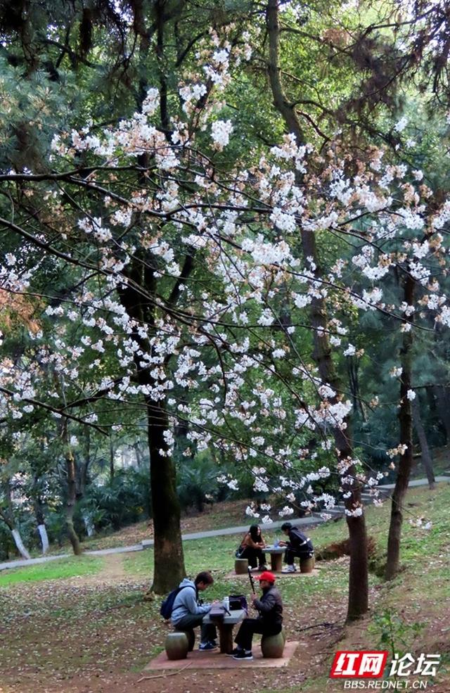 【赴春之约】春天在烈士公园，打了一个翠绿的响指