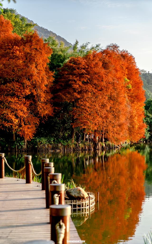 深圳落羽杉！红！了！