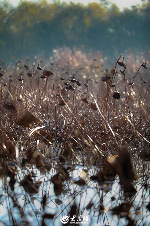 四季予你丨流动的油画！鱼鸟河水杉林上演“渐变魔法”
