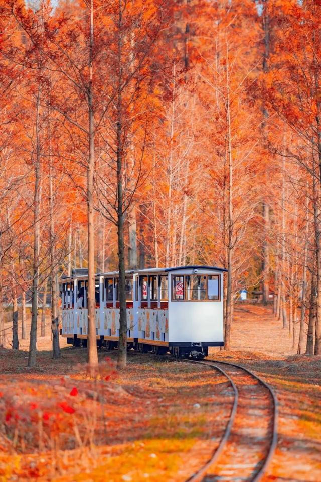 抓紧出发！错过就要等明年！