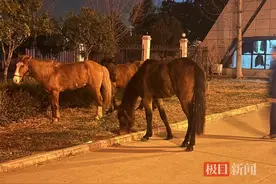 荆楚警事｜马儿主动到派出所“求助”，武汉民警用DeepSeek助力其“回家”图片