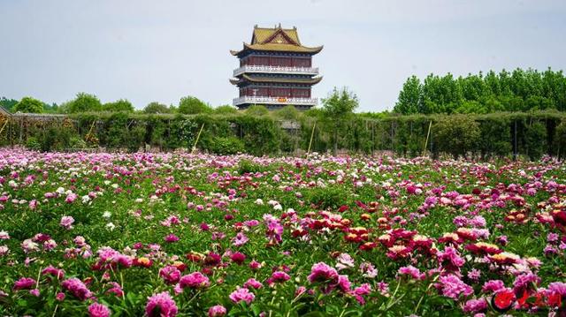 在花漾菏泽 爱牡丹之都丨爱上菏泽，我们有100个理由