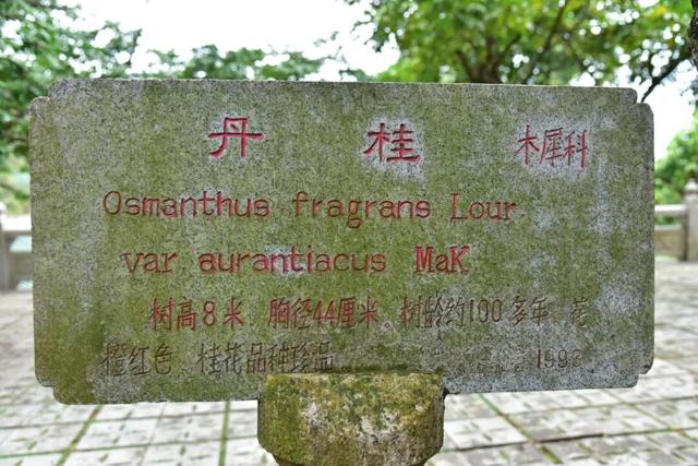 藏于鼎湖山！最老的桂花树，已美了200多年……