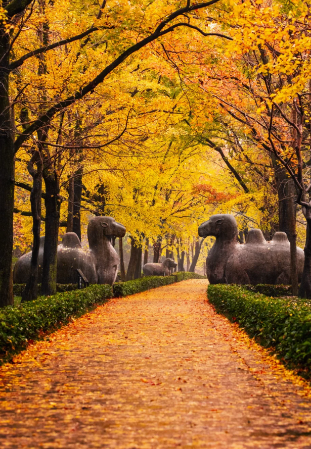 “含金量”还在上升！南京的浪漫藏不住了