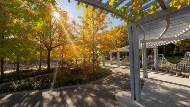 周末好天气，来闵行这些公园遇见最美秋色！