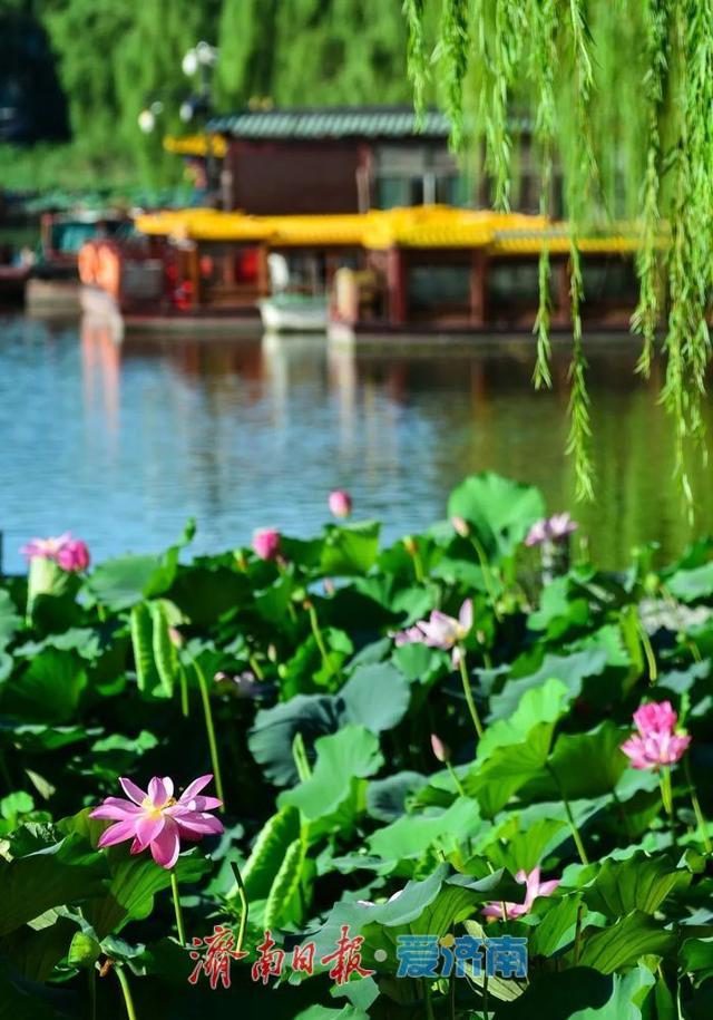 一年四季 泉在济南｜济南第39届荷花艺术节启幕，邀您共赏湖畔荷韵盛宴！