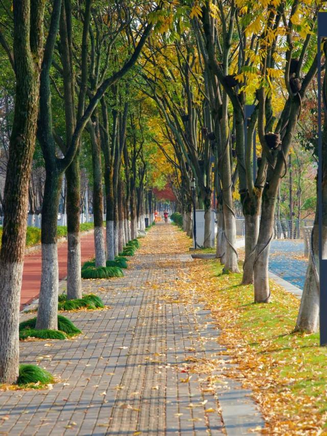 在千岛湖，这5公里要慢行！