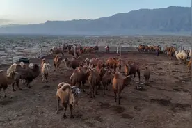 博湖：骆驼分群喂养 新型牧民科技放牧超省力图片