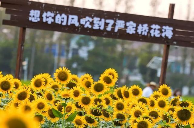 这一次，不得不去无锡了