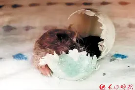 企鹅宝宝长沙出生图片
