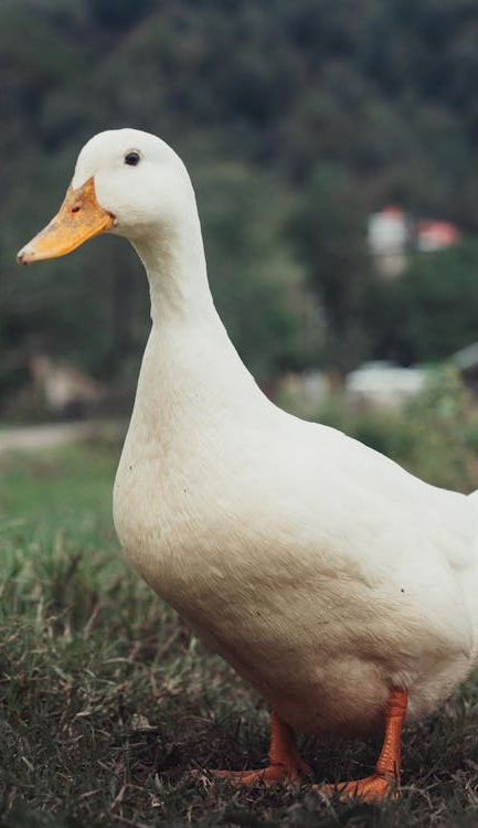 西安冬季观鸟指南 赴一场“飞羽之约”
