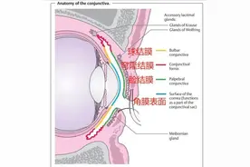 灰尘、睫毛、沙子……进到眼睛里的异物最后都去哪儿了？图片