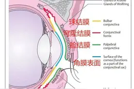灰尘、睫毛、沙子……进到眼睛里的异物最后都去哪儿了？图片