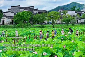 安徽黟县：古村夏日荷花开图片