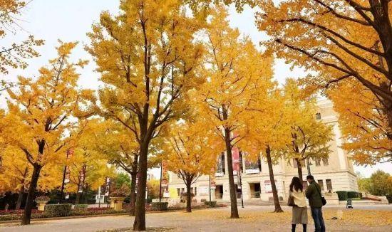 秋色浓度已拉满，申城街头 “赤橙黄绿交响曲”