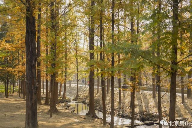 顶级秋色，房山水杉林已上线！