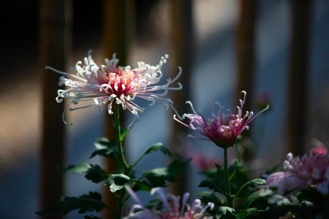 美成壁纸！醉白池菊展进入盛花期