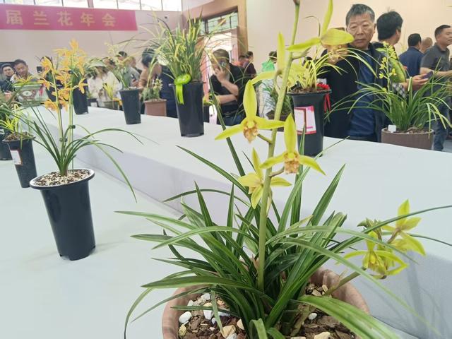 兰香小镇印象记