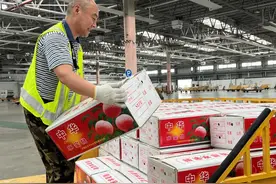 平谷大桃“飞”往全国各地  航空物流精心打造“甜蜜之旅”图片