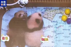 香港首对大熊猫龙凤胎举办百日宴图片