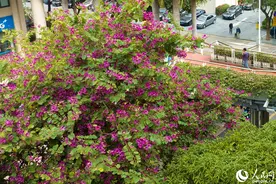 厦门：洋紫荆花冬日绽放 满城繁花胜春景图片