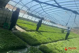 玉门：辣椒秧苗长势喜人 乡村振兴“辣”劲十足图片