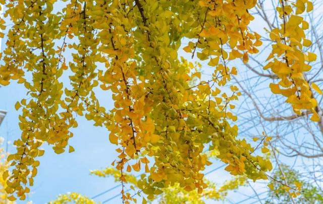 静谧的晋宁昆阳之秋，你可以清晰地听到自己的心跳