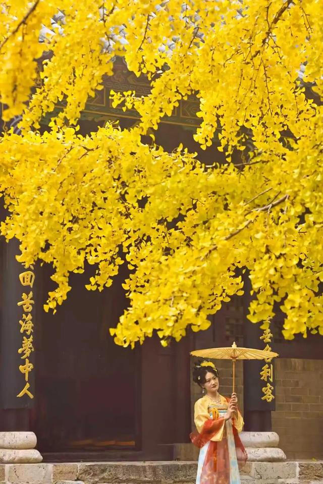 央视报道！就是现在！最佳赏叶期！还有玩法大升级……