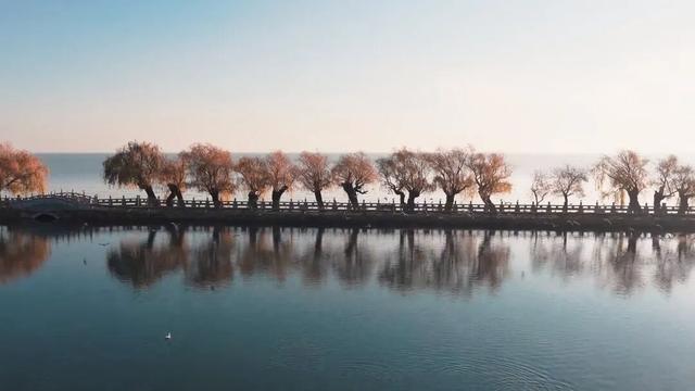 初冬滇池西岸白鱼口美景如画，群鸥戏水垂柳金黄