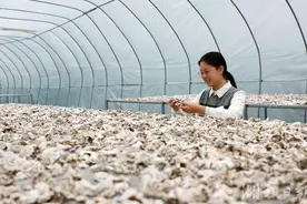 湖北竹山：白参菌人工栽培获成功图片