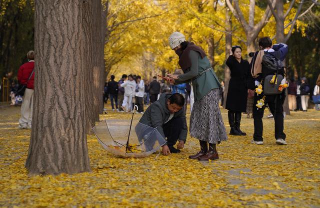 北京公园缓扫落叶今年效果格外好，秋日限定美景延长至初冬