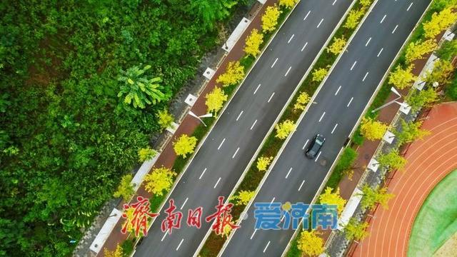 一年四季 泉在济南丨秋雨润泉城 新泺大街金甲披身入画来