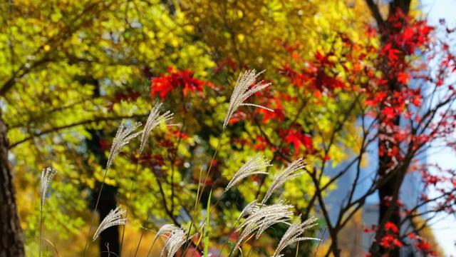 什么？日照这里有一群“小精灵”？！