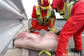 300斤重壮硕生猪“越狱”后在高速公路上乱窜，交警紧急实施“抓捕行动”图片